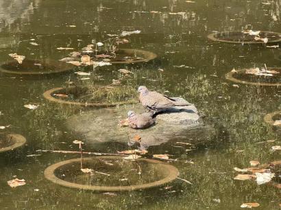 王老师 北京师范大学家教老师